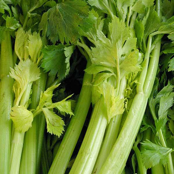 Fresh Celeries | Sanu Foods