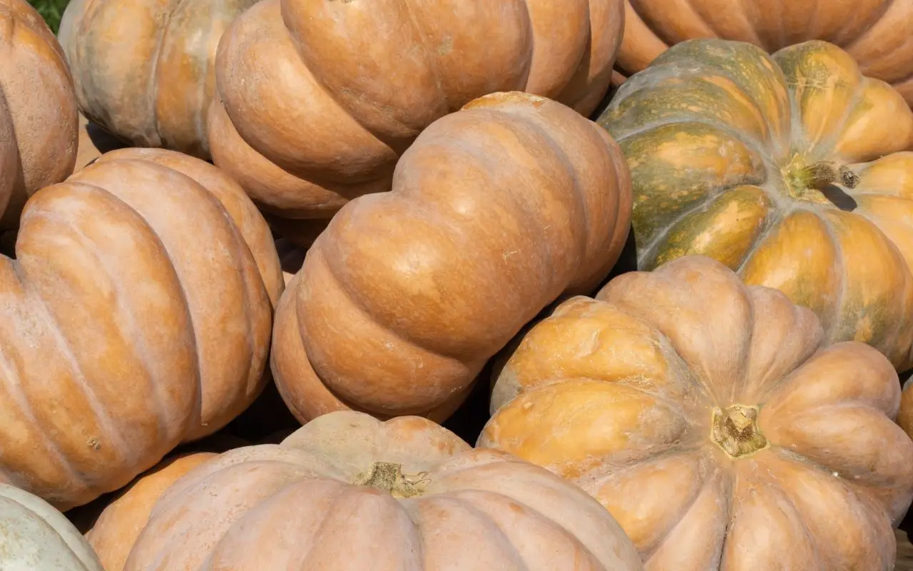 Fresh Pumpkins | Sanu Foods