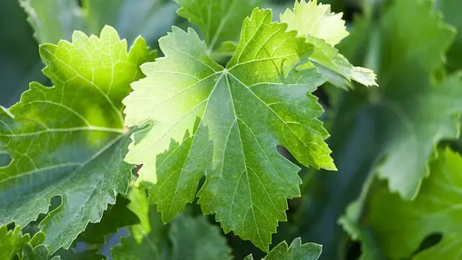Замороженные виноградные листья | Sanu Foods